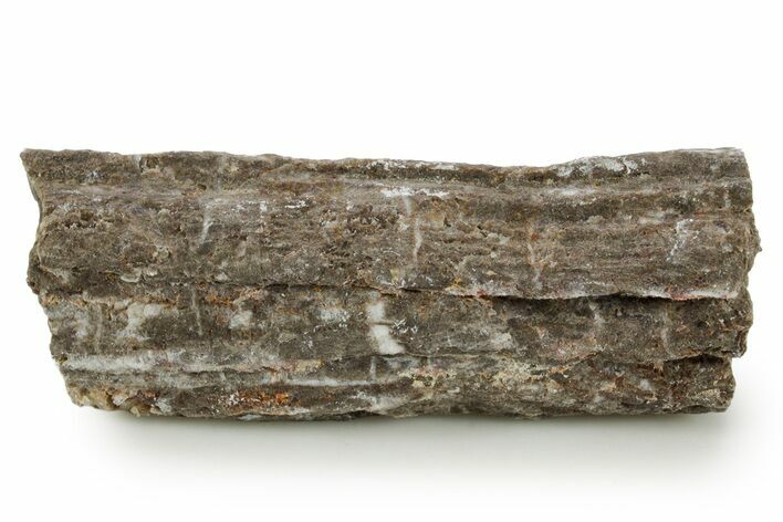 Devonian Petrified Wood (Callixylon) Section - Oldest True Wood #363357